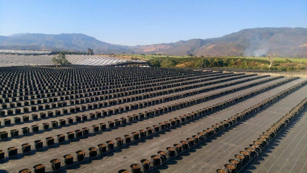 antihierbas IMG-20170129-WA0003|Projar 2|projar 1 (2)|Projar T